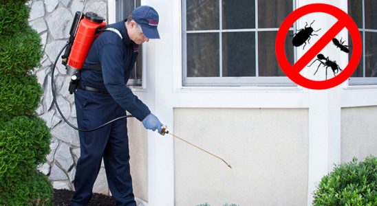 Yapraklı Dezenfeksiyon böcek ilaçlama ve haşere kontrolü — ilaclama-tr.com